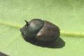 Onthophagus vacca
